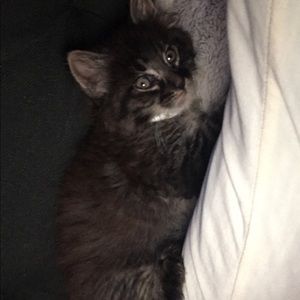 Meet your Posher, Cheyenne